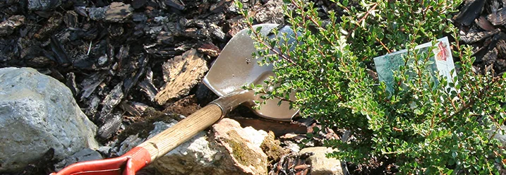 Spaten und Pflanze auf Rindenmulch